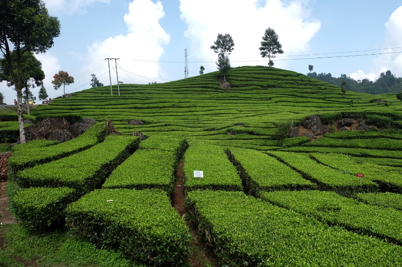 Perkebunan teh Rancabali yang menjadi salah satu destinasi dalam paket wisata Lembang Ciwidey 2 hari 1 malam