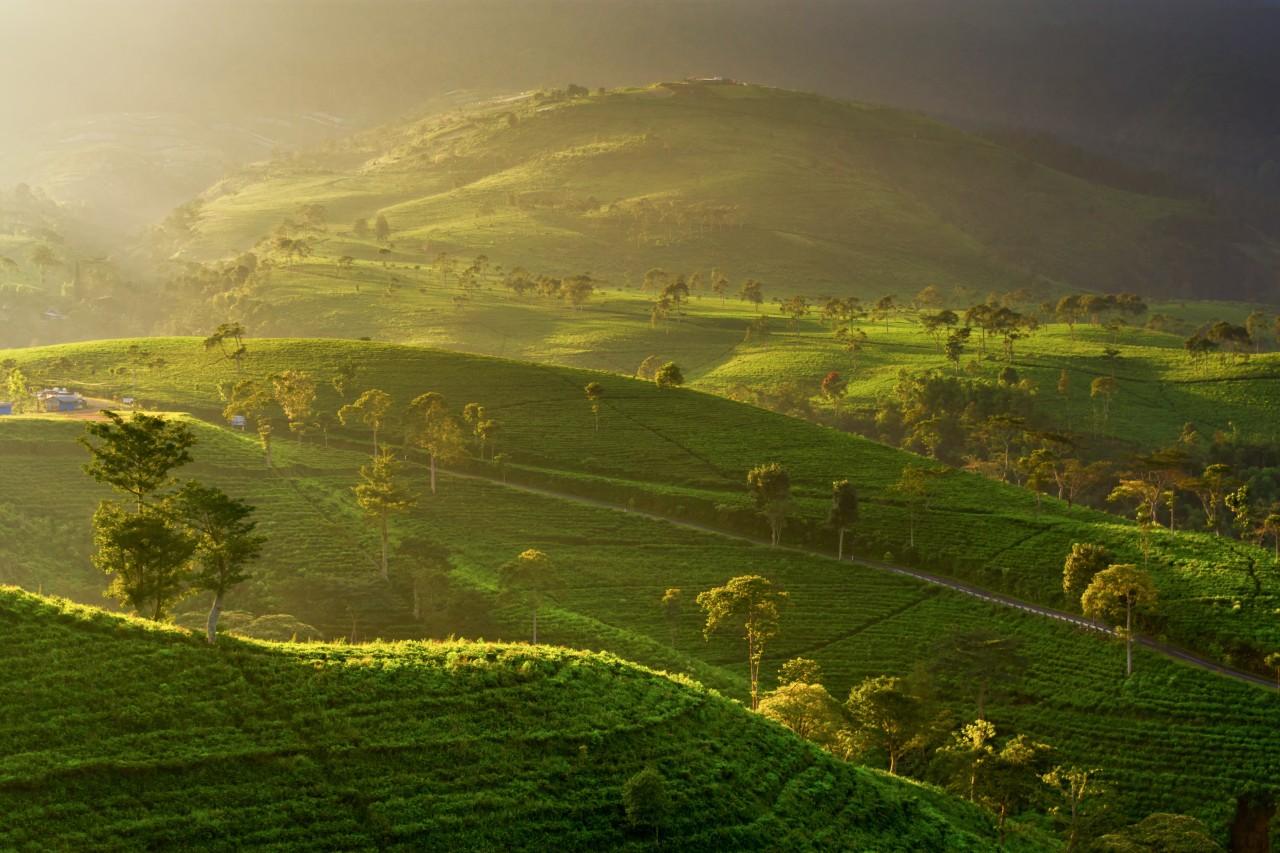 Kebun Teh Kemuning