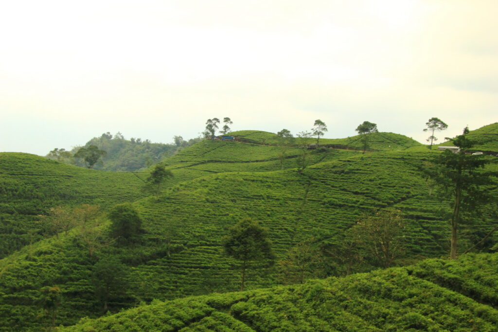 Kebun teh Kemuning menjadi destinasi favorit dalam paket wisata Solo yang menawarkan pemandangan eksotis dan suasana yang asri