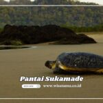 Pantai Sukamade, Pesona Habitat Penyu yang Menawan