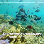Mau Snorkeling di Karimunjawa Cek Dulu Waktu Terbaiknya di Sini