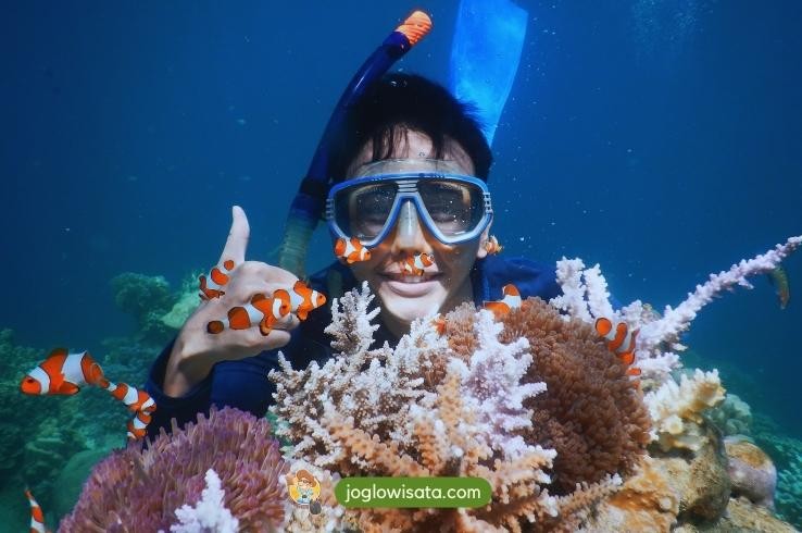 snorkeling karimunjawa