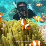 Wajib Coba! 3 Spot Snorkeling Tercantik di Karimunjawa