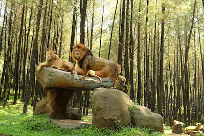 Taman Safari Prigen