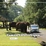Taman Safari Prigen, Rekomendasi Wisata Pasuruan untuk Anak