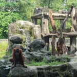 Kebun Binatang Jogja Terdekat dari Malioboro, Ini Lokasinya!