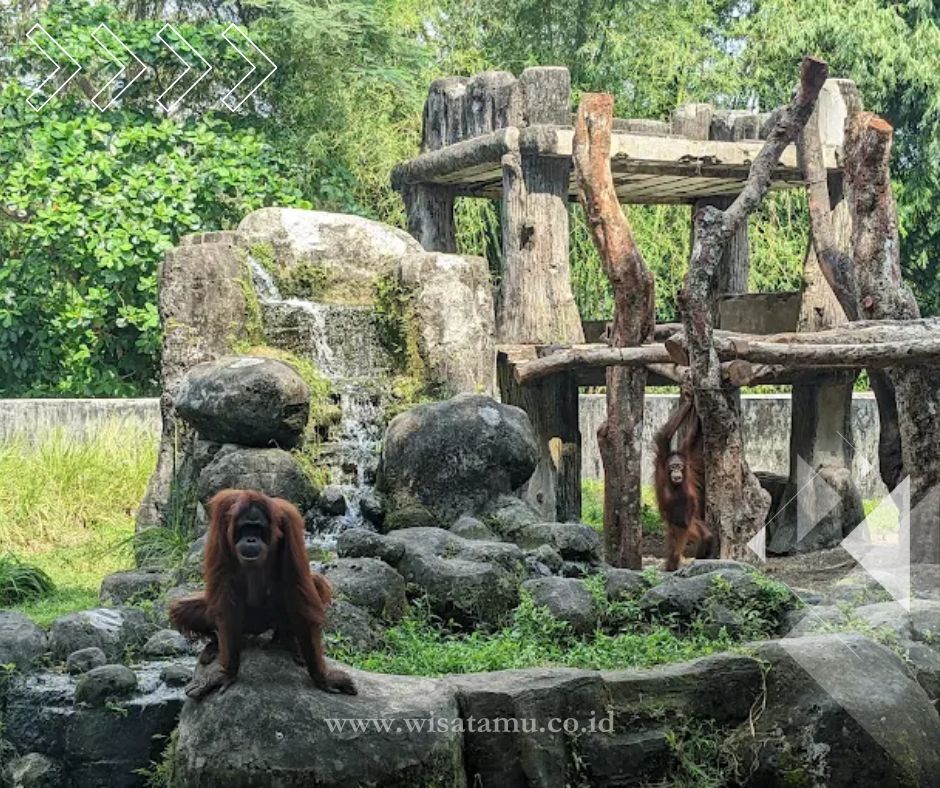 Kebun Binatang Jogja Terdekat dari Malioboro, Ini Lokasinya!